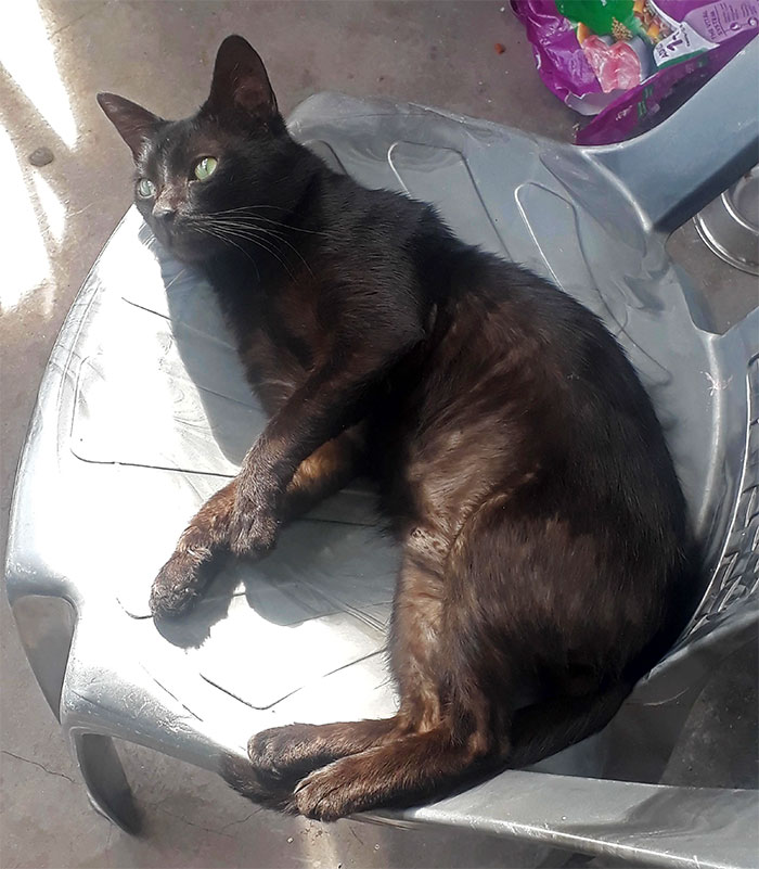 Woman Gets What She Deserves After Kicking Out BF's Cat From His House When He Wasn't Around