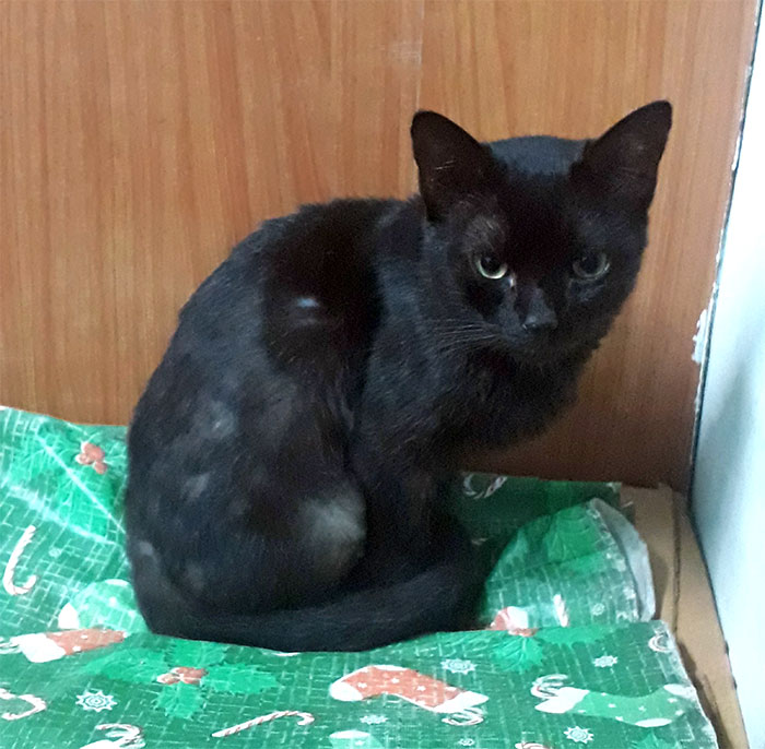 Woman Gets What She Deserves After Kicking Out BF's Cat From His House When He Wasn't Around