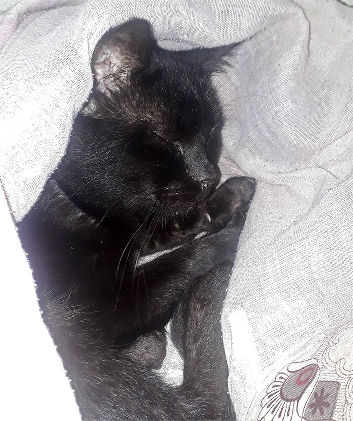 Woman Gets What She Deserves After Kicking Out BF's Cat From His House When He Wasn't Around