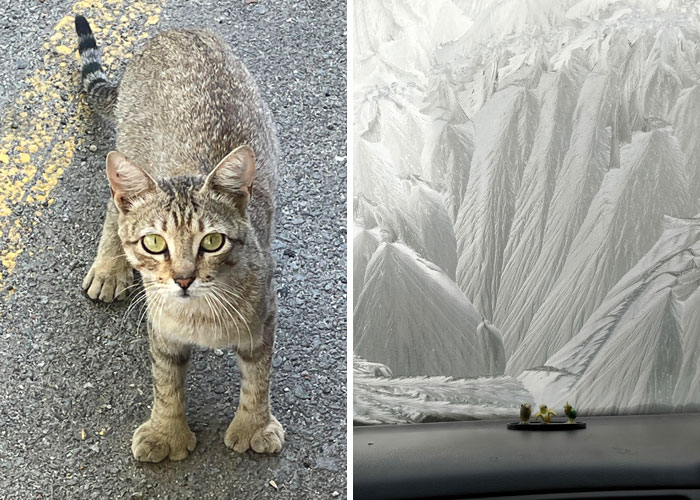 50 Times People Saw Something Odd In Nature And Shared It In This Online Community (New Pics)