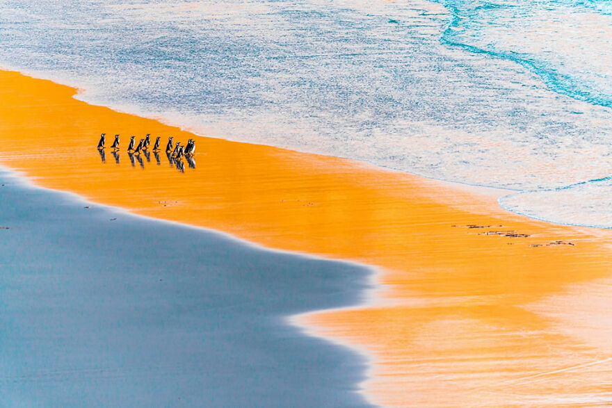 Runner-Up, Birds: "Fishing Trip At Sunrise" By Miquel Angel Artús Illana