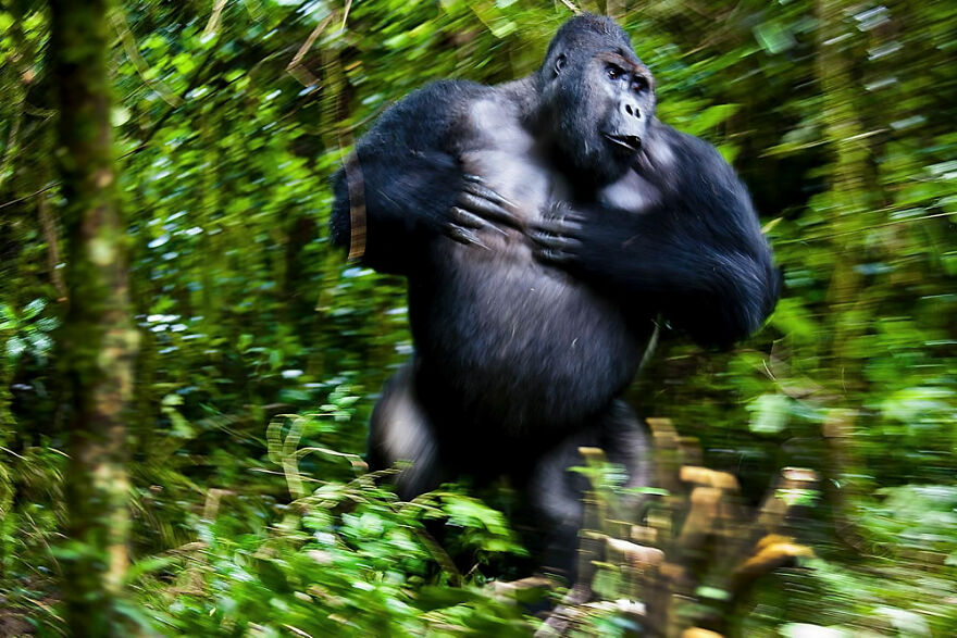 Winner, Mammals: "Silverback Chimanuka" By Josef Friedhuber