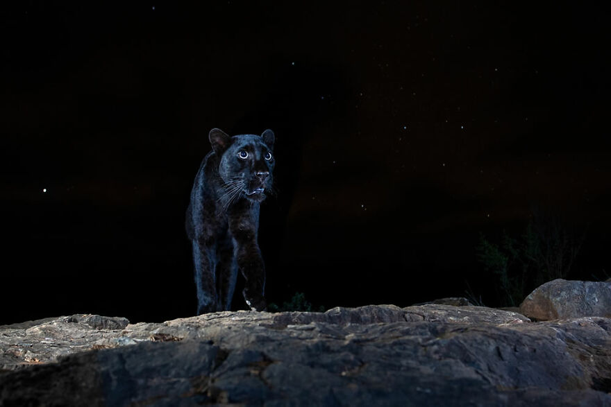 Winner, Animal Portraits: "Black Leopard" By William Burrard-Lucas