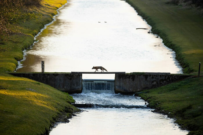 Ganador de la categoría Naturaleza, patrocinada por De Lage Landen: “Zorro cruzando el puente” por Andius Teijgeler