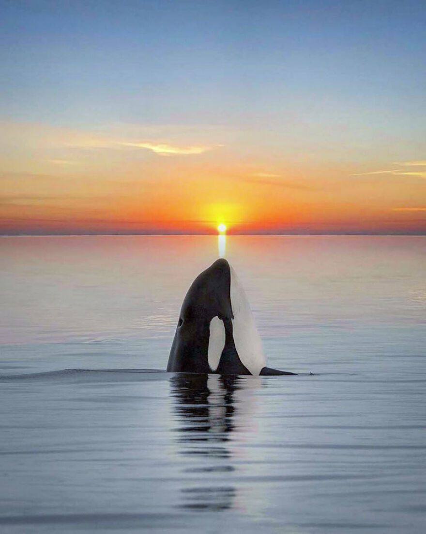 Photographer Combines Whales And The Sunset, Resulting In True Works Of Art In Our Eyes