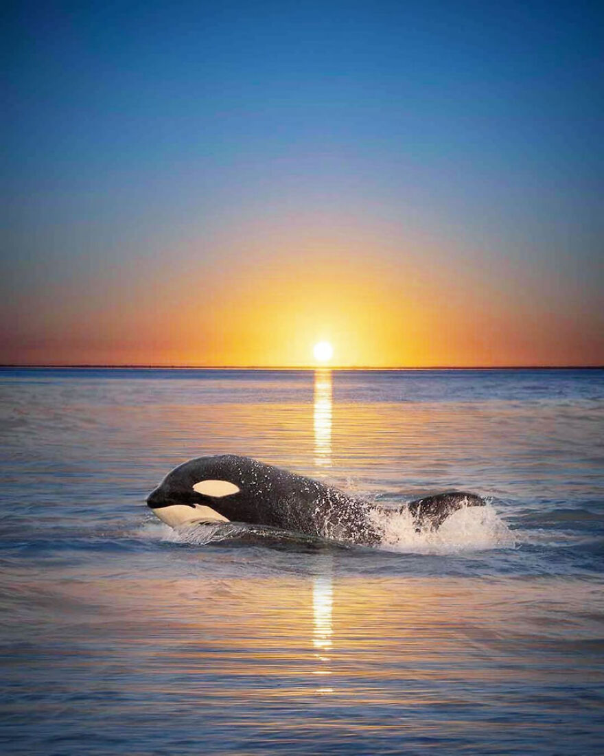 Photographer Combines Whales And The Sunset, Resulting In True Works Of Art In Our Eyes