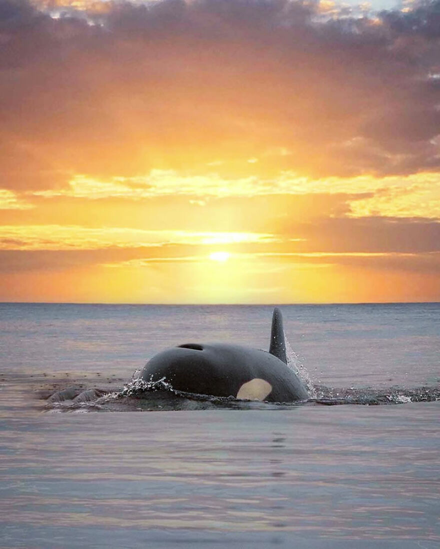 Photographer Combines Whales And The Sunset, Resulting In True Works Of Art In Our Eyes