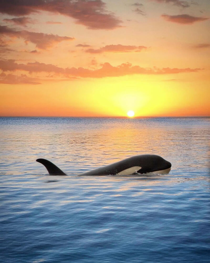 Photographer Combines Whales And The Sunset, Resulting In True Works Of Art In Our Eyes