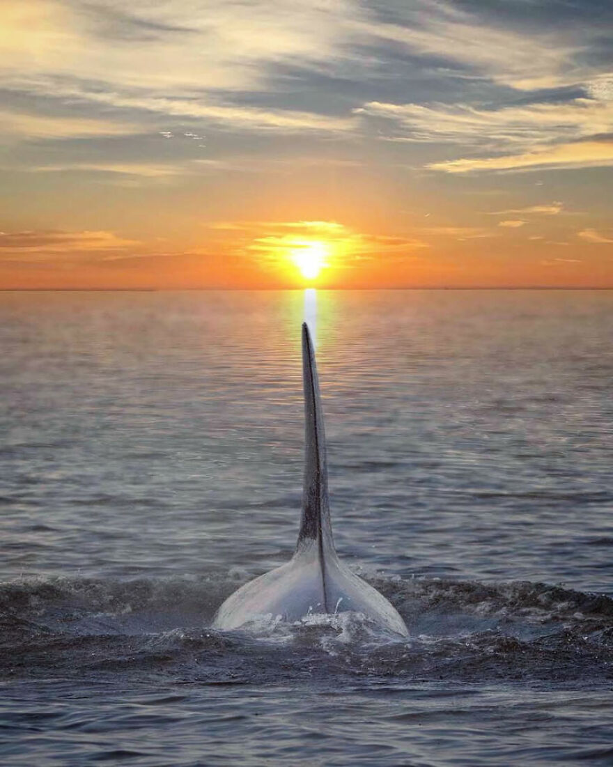 Photographer Combines Whales And The Sunset, Resulting In True Works Of Art In Our Eyes