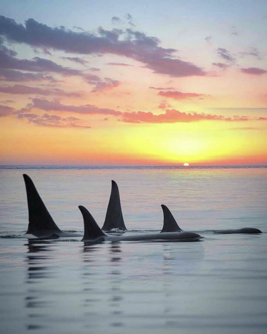Photographer Combines Whales And The Sunset, Resulting In True Works Of Art In Our Eyes