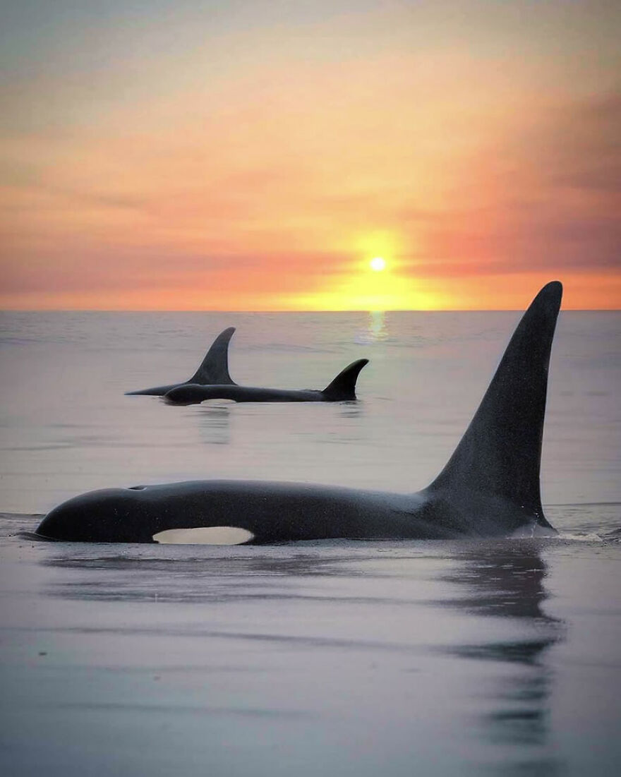 Photographer Combines Whales And The Sunset, Resulting In True Works Of Art In Our Eyes