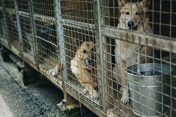 Two dogs in metal cages at a shelter revealing dark secrets about their jobs that common people aren't supposed to know.
