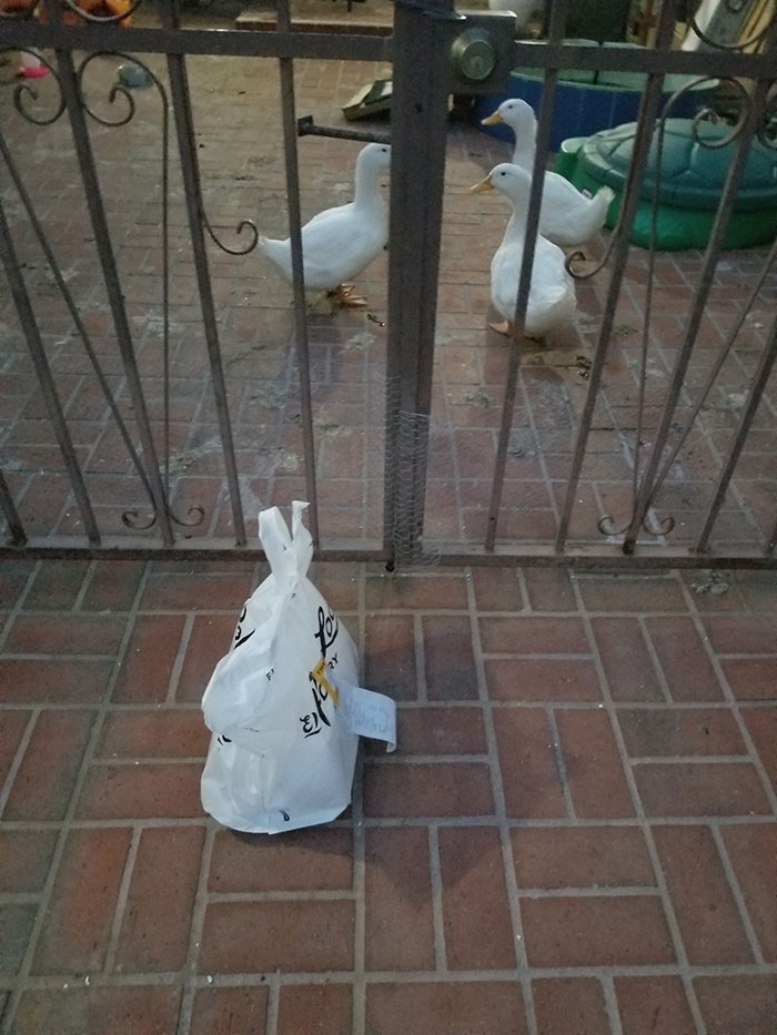 This Surprised Me When I Delivered The Order Lol