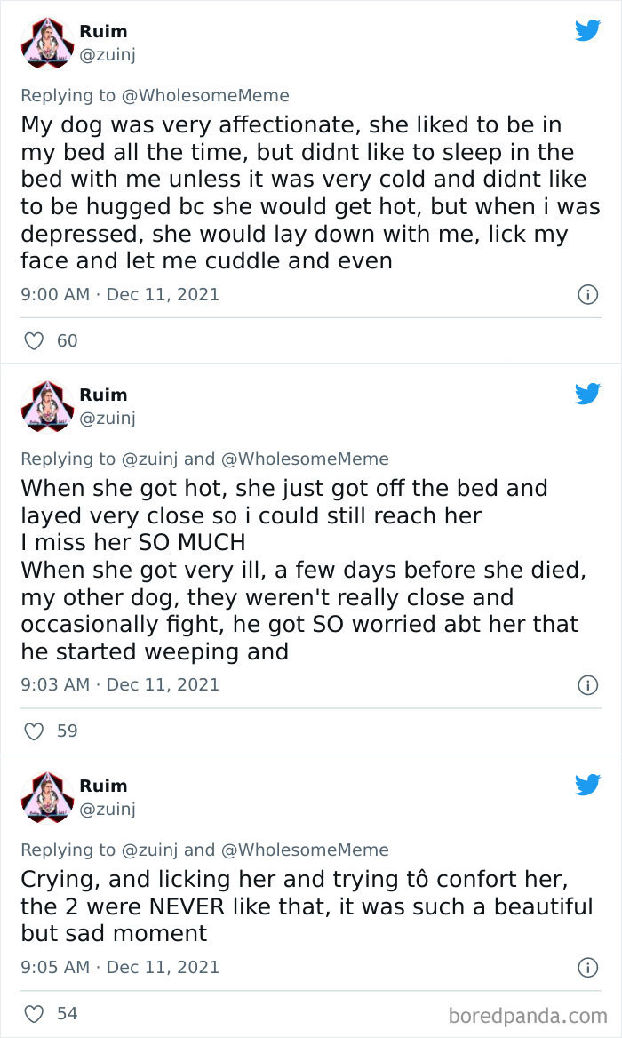 People-Share-Intelligent-Things-Their-Pets-Did