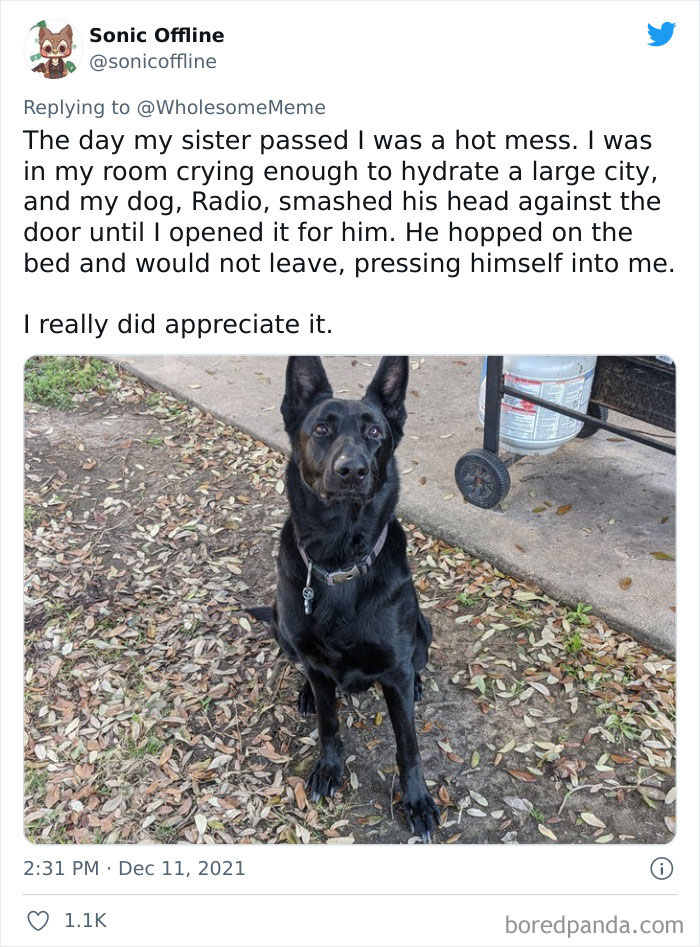 People-Share-Intelligent-Things-Their-Pets-Did