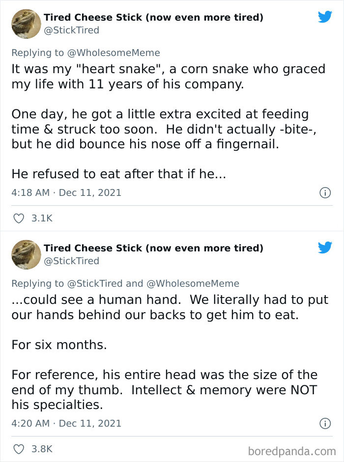 People-Share-Intelligent-Things-Their-Pets-Did