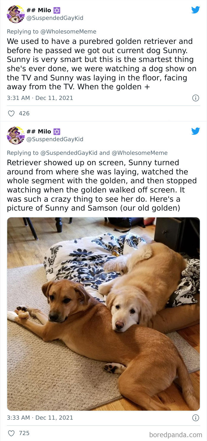 People-Share-Intelligent-Things-Their-Pets-Did