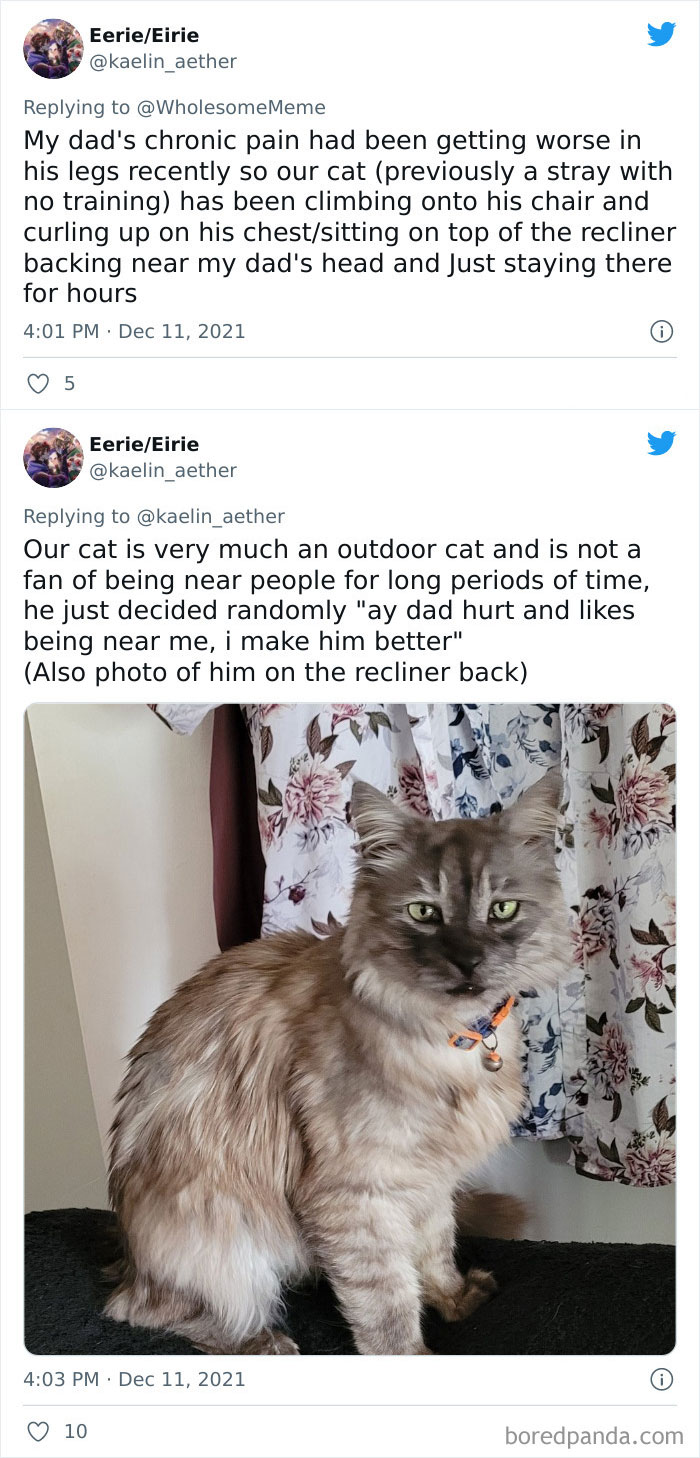 People-Share-Intelligent-Things-Their-Pets-Did