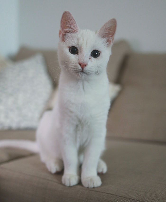 25 Mascotas que hacen cosas extrañas y divertidas, pero sus dueños dicen que nadie les cree