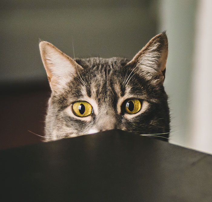 40 Funny And Bizarre Things Pets Do According To Their Owners Who Claim That Nobody Believes Them