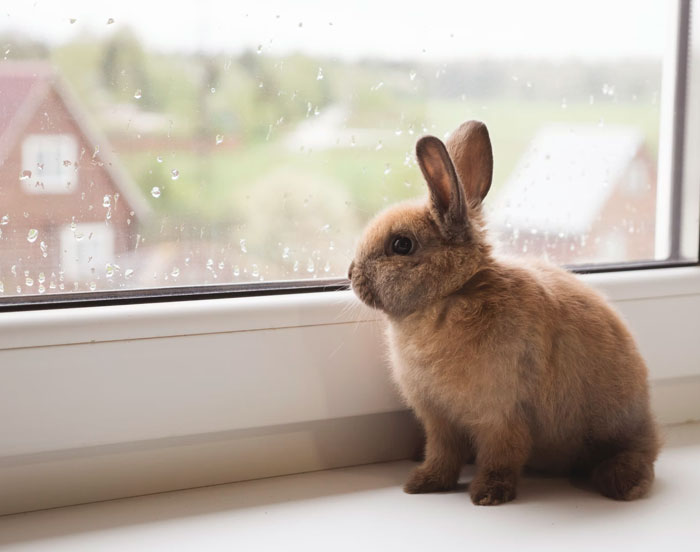 40 Funny And Bizarre Things Pets Do According To Their Owners Who Claim That Nobody Believes Them