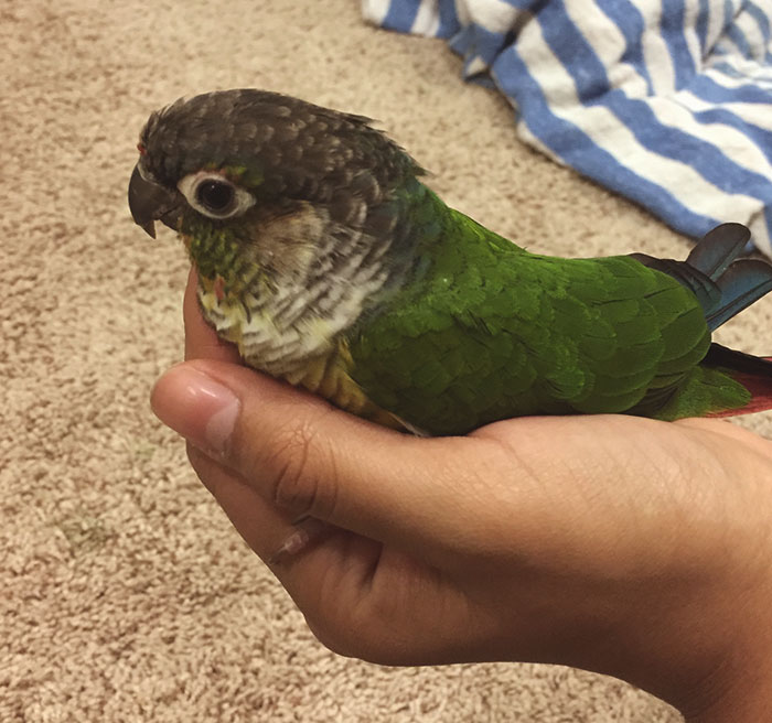 40 Funny And Bizarre Things Pets Do According To Their Owners Who Claim That Nobody Believes Them