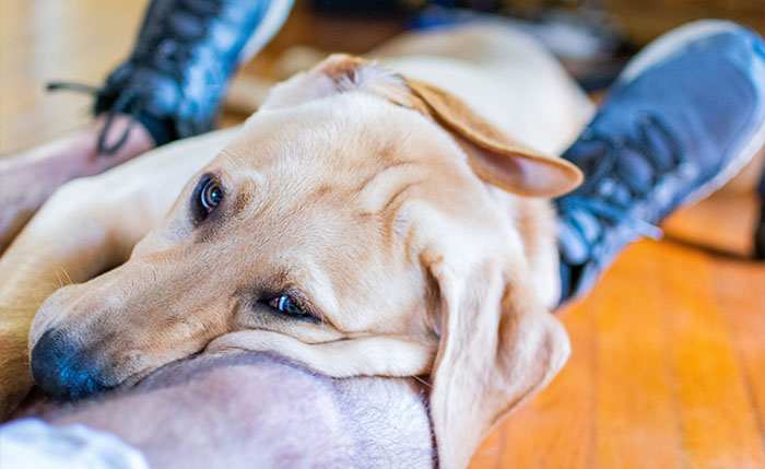 40 Funny And Bizarre Things Pets Do According To Their Owners Who Claim That Nobody Believes Them