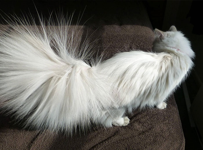 40 Funny And Bizarre Things Pets Do According To Their Owners Who Claim That Nobody Believes Them