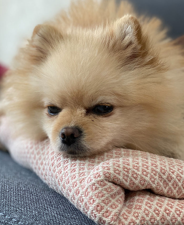 40 Funny And Bizarre Things Pets Do According To Their Owners Who Claim That Nobody Believes Them