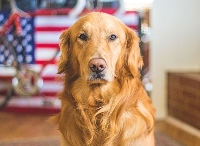 25 Mascotas que hacen cosas extrañas y divertidas, pero sus dueños dicen que nadie les cree