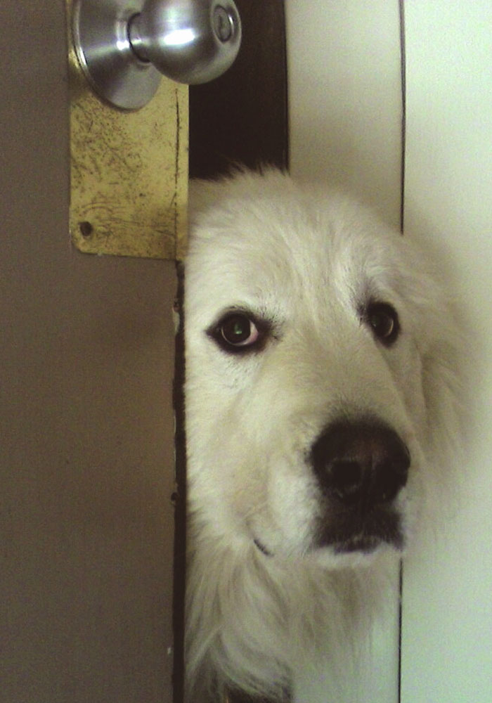 25 Mascotas que hacen cosas extrañas y divertidas, pero sus dueños dicen que nadie les cree