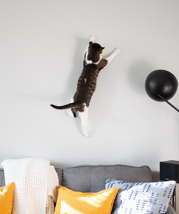 40 Funny And Bizarre Things Pets Do According To Their Owners Who Claim That Nobody Believes Them