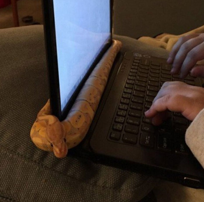 40 Funny And Bizarre Things Pets Do According To Their Owners Who Claim That Nobody Believes Them