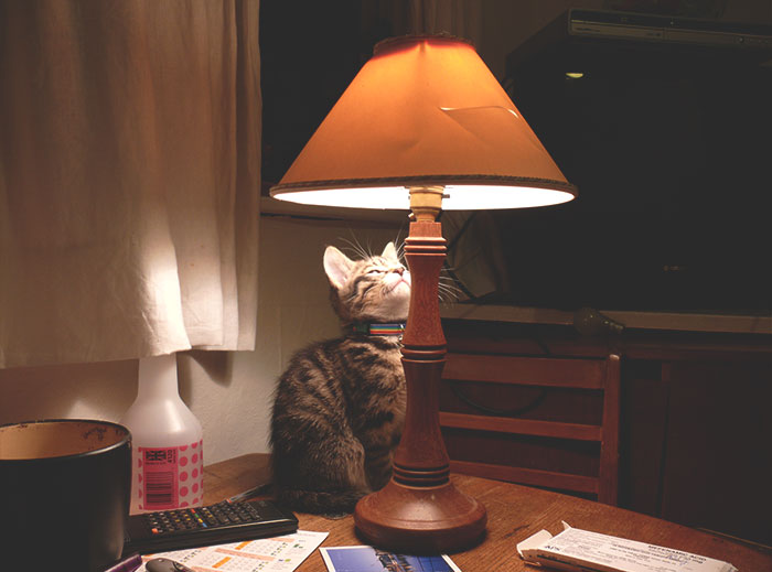 40 Funny And Bizarre Things Pets Do According To Their Owners Who Claim That Nobody Believes Them