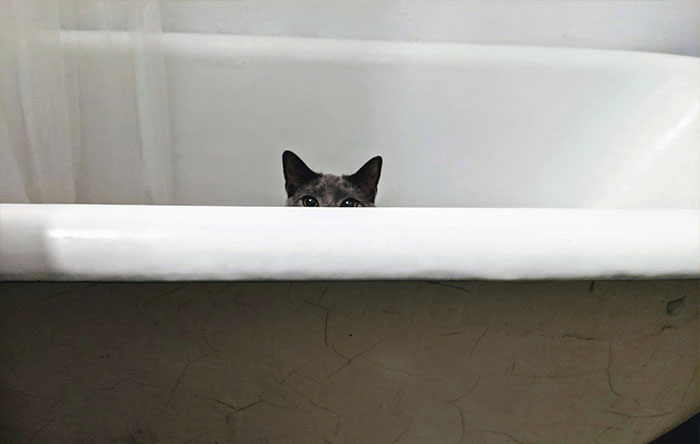 40 Funny And Bizarre Things Pets Do According To Their Owners Who Claim That Nobody Believes Them