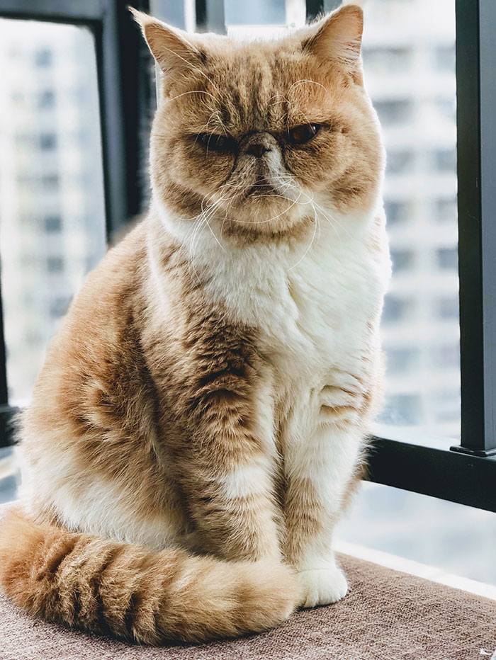 40 Funny And Bizarre Things Pets Do According To Their Owners Who Claim That Nobody Believes Them