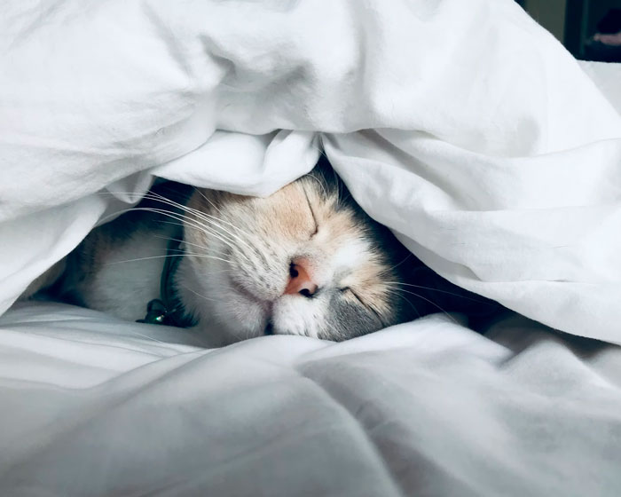 25 Mascotas que hacen cosas extrañas y divertidas, pero sus dueños dicen que nadie les cree