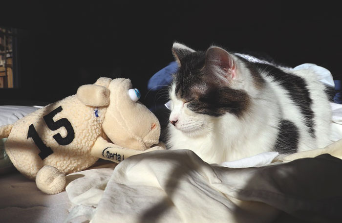 25 Mascotas que hacen cosas extrañas y divertidas, pero sus dueños dicen que nadie les cree