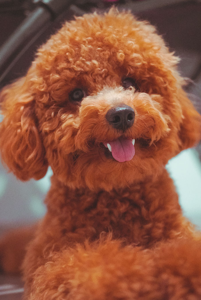 25 Mascotas que hacen cosas extrañas y divertidas, pero sus dueños dicen que nadie les cree