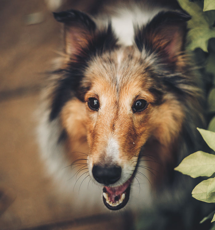 25 Mascotas que hacen cosas extrañas y divertidas, pero sus dueños dicen que nadie les cree
