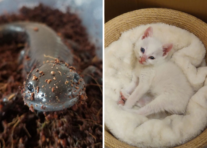 50 Fotos de mascotas adoptadas este mes de Noviembre que te harán sonreír