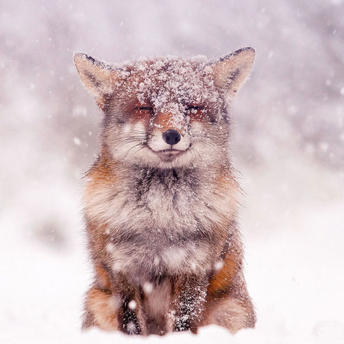 My 19 Pictures Of A Fox In Winter Wonderland