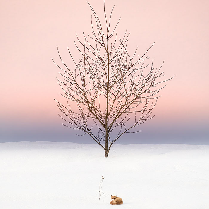 I Took Dreamy-Looking Pictures Of Trees In My Hometown Of Hokkaido, Japan, And Here’s The Result (25 Pics)