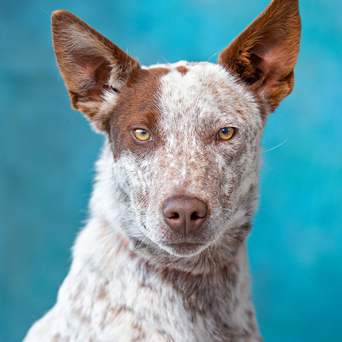 I Volunteer To Take Photos Of Shelter Dogs, And Here Are 40 Of Them