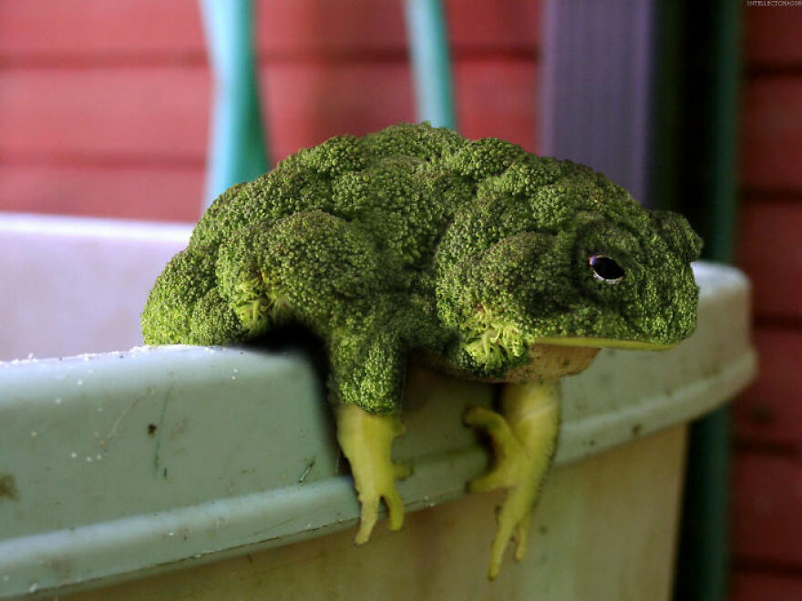 Digital Artists Are Challenged To Photoshop Frogs And Here Are The 30 Best Images