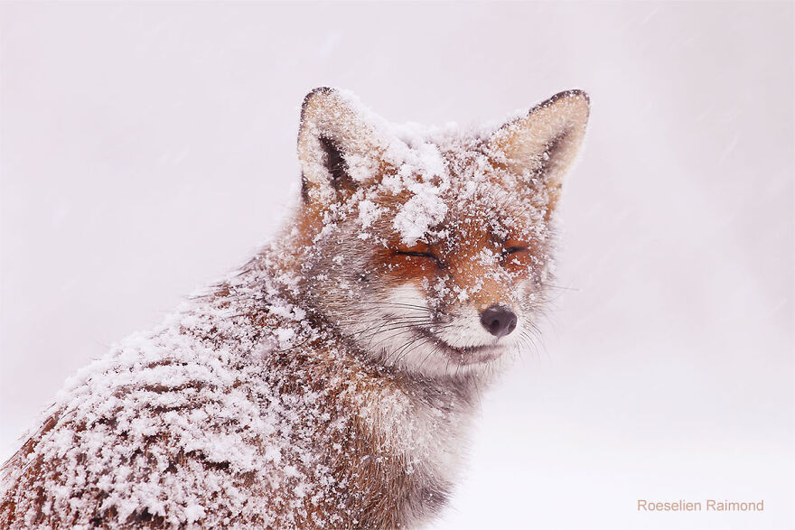 Red Fox In The Snow