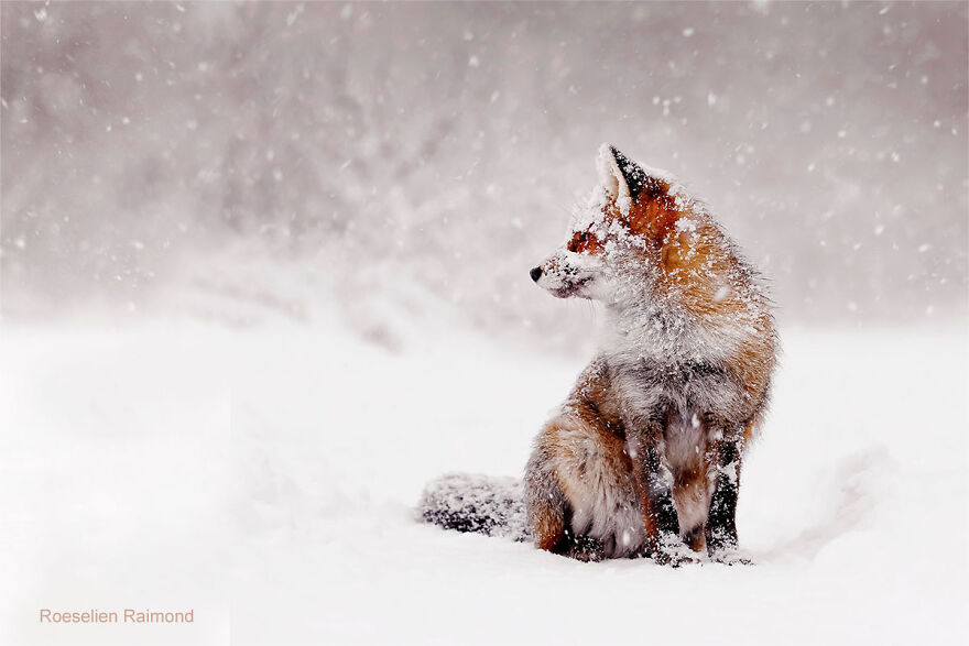 Red Fox In A Blizzard