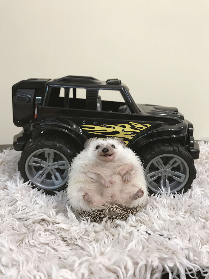 Hey Human, Do You Like My New Car?