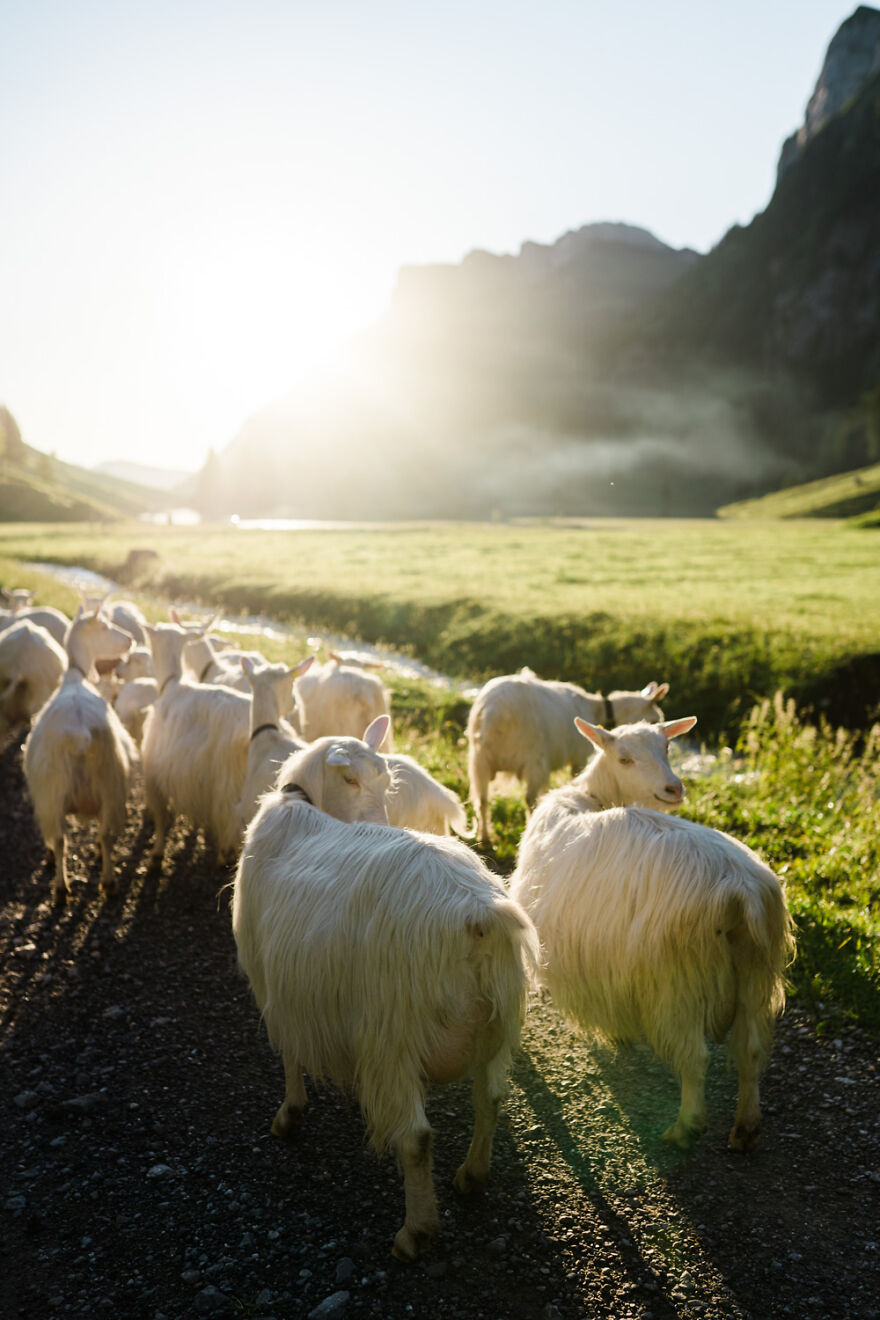 18 Photos Of The Swiss Alps That Will Make You Want To Visit Asap