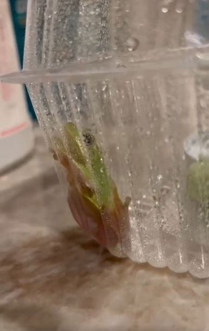 Guy Tweets Adorable Story Of How He Ended Up Adopting A Tiny Tree Frog He Discovered In His Lettuce Box